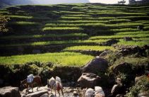 Tagebuch Annapurna 