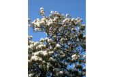 rhododendron_im_fruehjahr_1.jpg