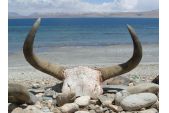 yakschaedel_am_manasarovar.jpg